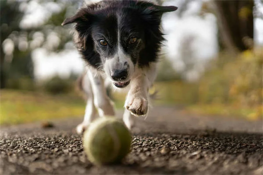 犬の味覚の秘密:味蕾はある?何を美味しいと感じるの?