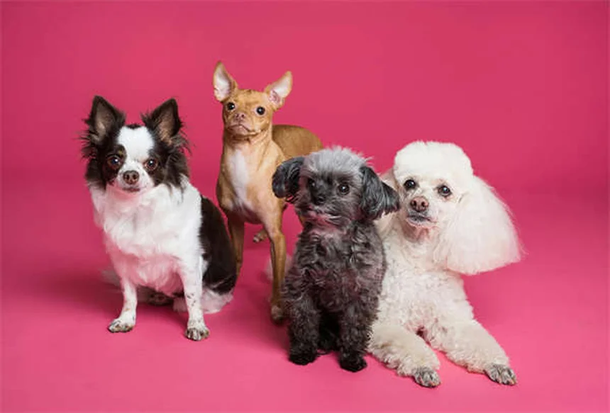 犬の平熱は何度？正常範囲から発熱の見分け方まで徹底解説