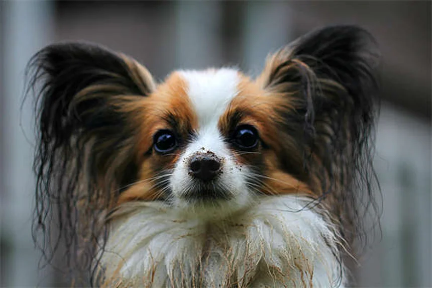 犬の平熱は何度？正常範囲から発熱の見分け方まで徹底解説