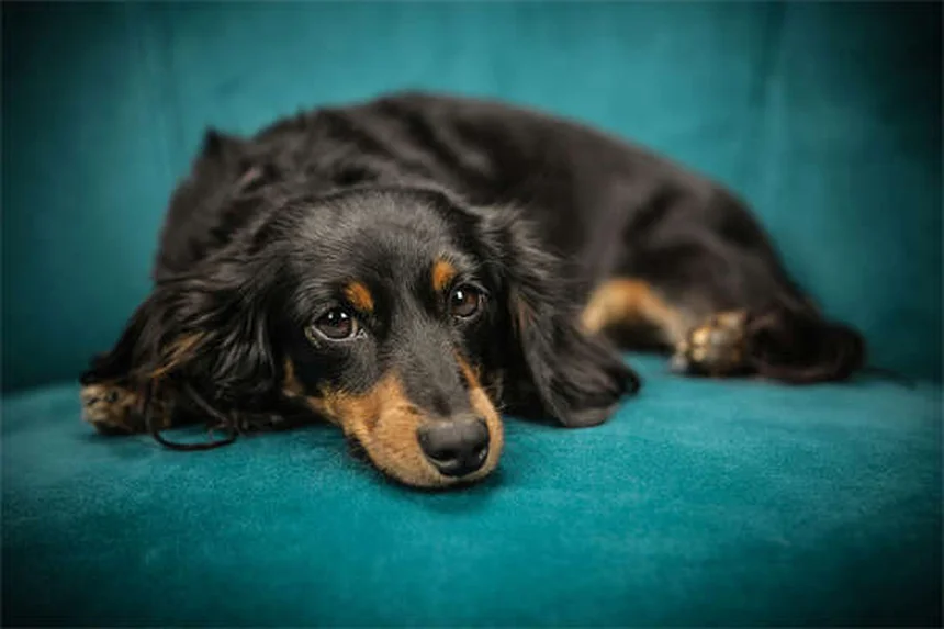 犬と猫のプレドニゾン・プレドニゾロン：副作用と正しい使い方の完全ガイド