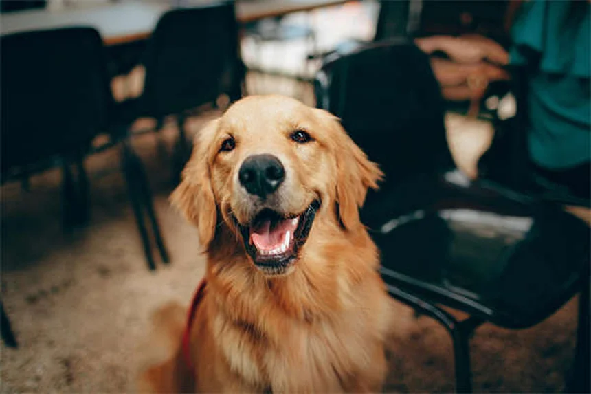 犬と猫のプレドニゾン・プレドニゾロン：副作用と正しい使い方の完全ガイド