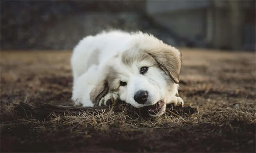 犬の味覚の秘密：味蕾はある？何を美味しいと感じるの？