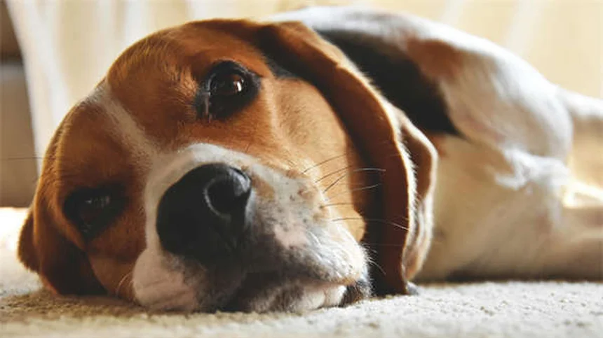 ナマズの飼育は難しい？初心者でも失敗しない5つのコツと魅力