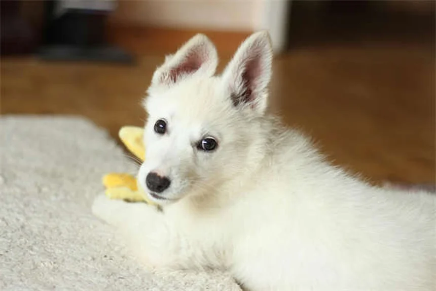 犬は世界をどう見ている？色・暗視・動体視力の真実を解説