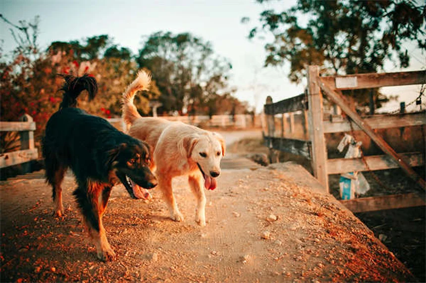 犬は世界をどう見ている？色・暗視・動体視力の真実を解説