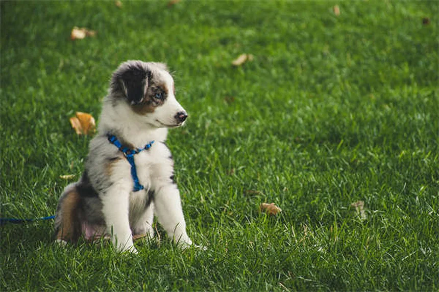 犬の目が赤い原因と対処法｜獣医師が緊急性を解説