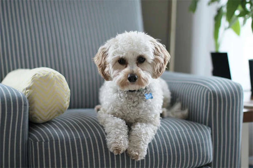 犬のベンゾジアゼピン中毒：誤飲時の症状と緊急対応マニュアル