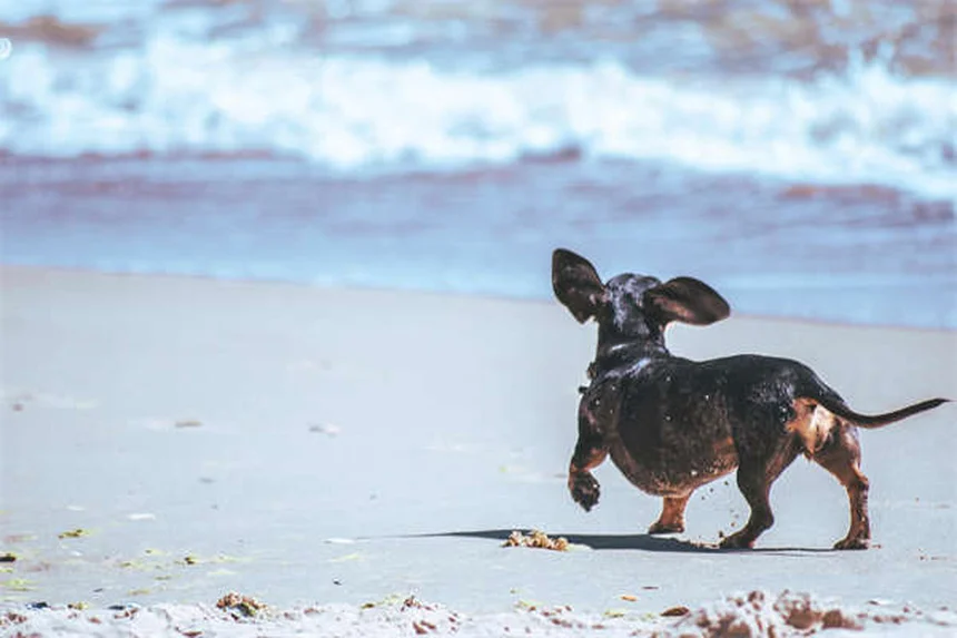 ウマにリンゴはあげてもいい？安全な量と与え方の完全ガイド