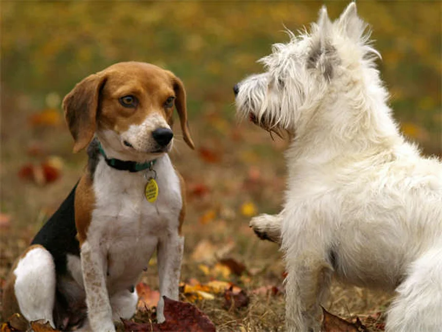 メス犬のマウンティング行動の理由と対処法｜5つの原因と解決策