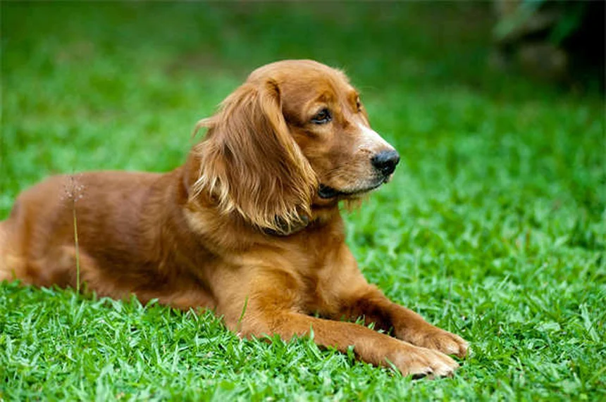 犬にメラトニンは安全？効果・用量・副作用を獣医師が徹底解説