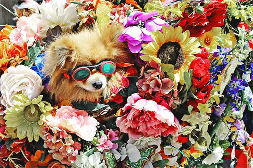 犬の涙やけ（流涙症）とは？原因と自宅でできるケア法を獣医師が解説