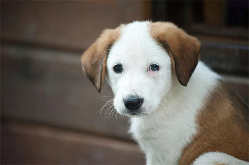 犬は汗をかく？ 愛犬の体温調節の秘密と正しい暑さ対策