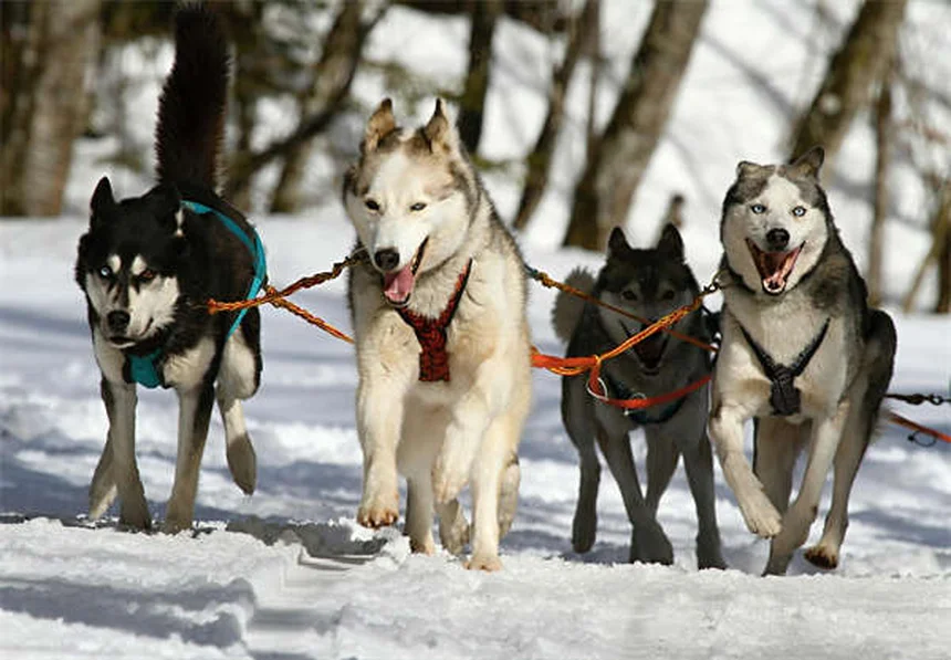 犬が外を怖がる理由と対処法｜愛犬を安心させる7つのステップ