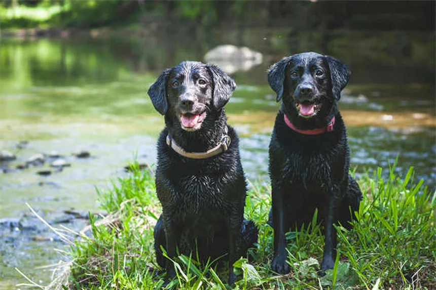 犬が外を怖がる理由と対処法｜愛犬を安心させる7つのステップ