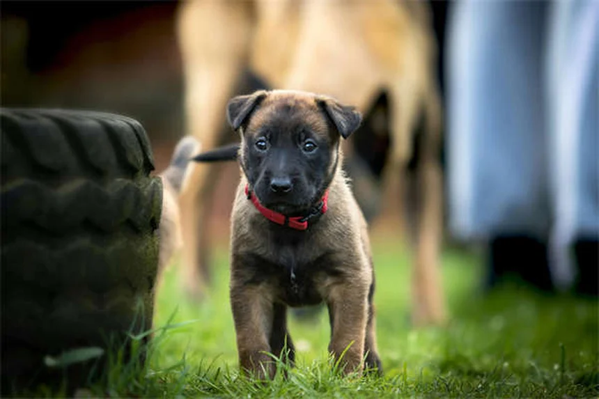 犬の破壊行動を解決！原因と今日からできる対策7選