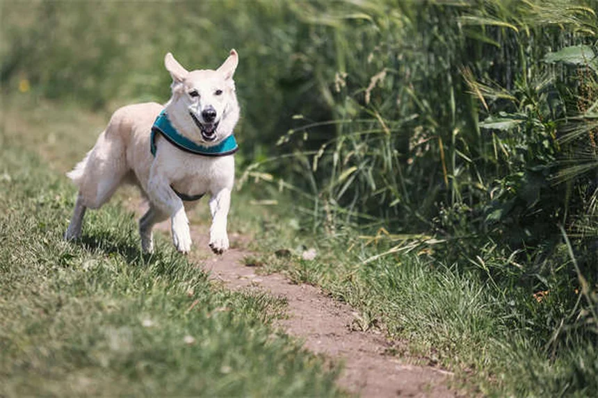犬の破壊行動を解決！原因と今日からできる対策7選