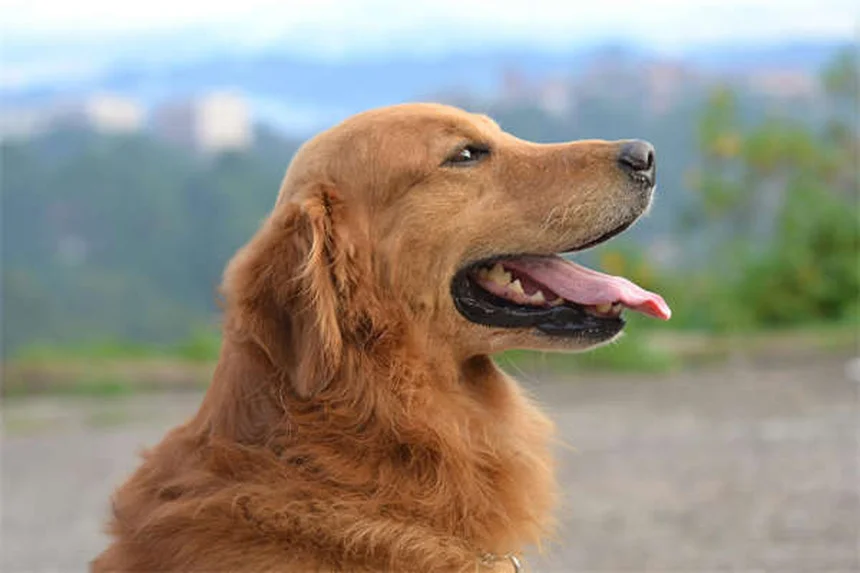 犬の破壊行動を解決！原因と今日からできる対策7選