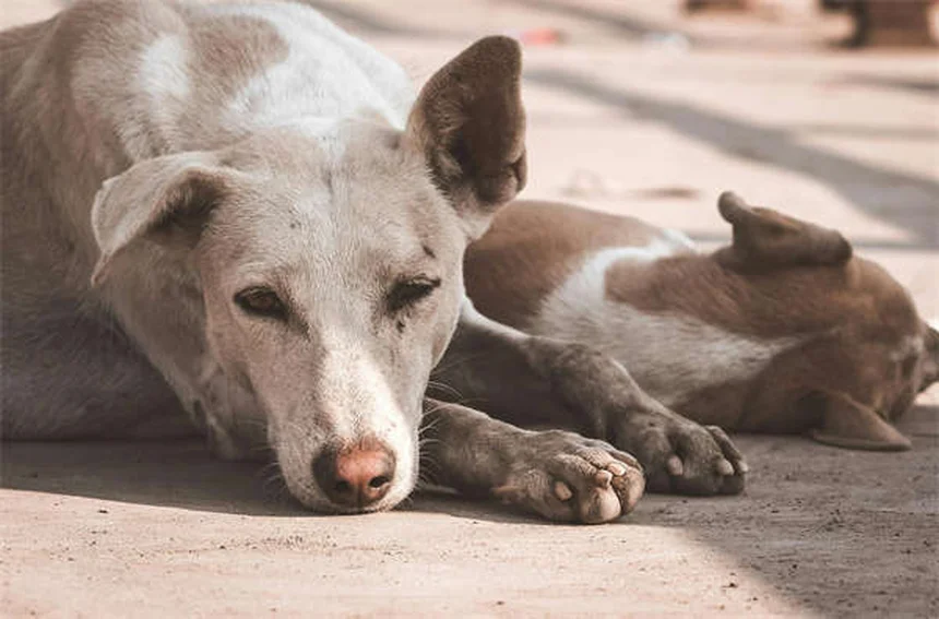 犬のハエ対策！安全な虫除けと刺された時の対処法