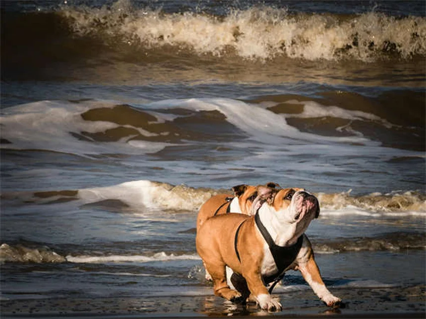 犬のハエ対策！安全な虫除けと刺された時の対処法