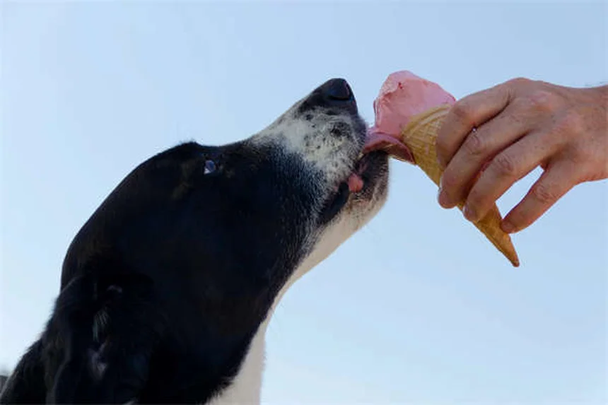オキサゼパムは犬に安全？効果・副作用・代替薬まで徹底解説