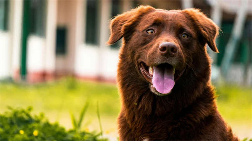 犬が雨や雪の日にトイレを我慢する理由と解決策5選