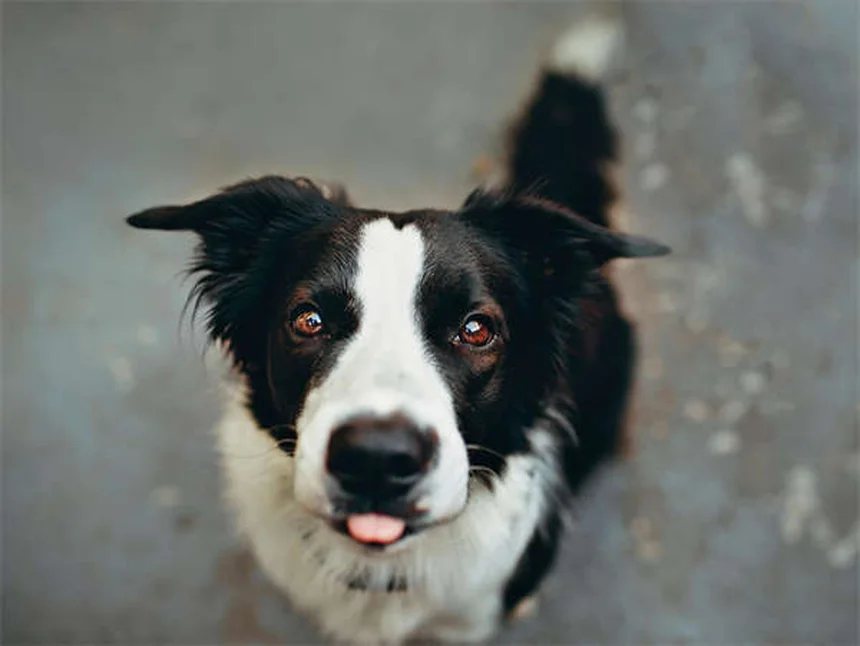 犬が雨や雪の日にトイレを我慢する理由と解決策5選