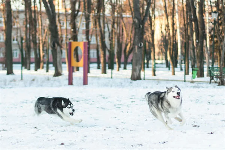 犬の鎮痛剤「コデイン」：効果・副作用・使用上の注意点を獣医師が解説