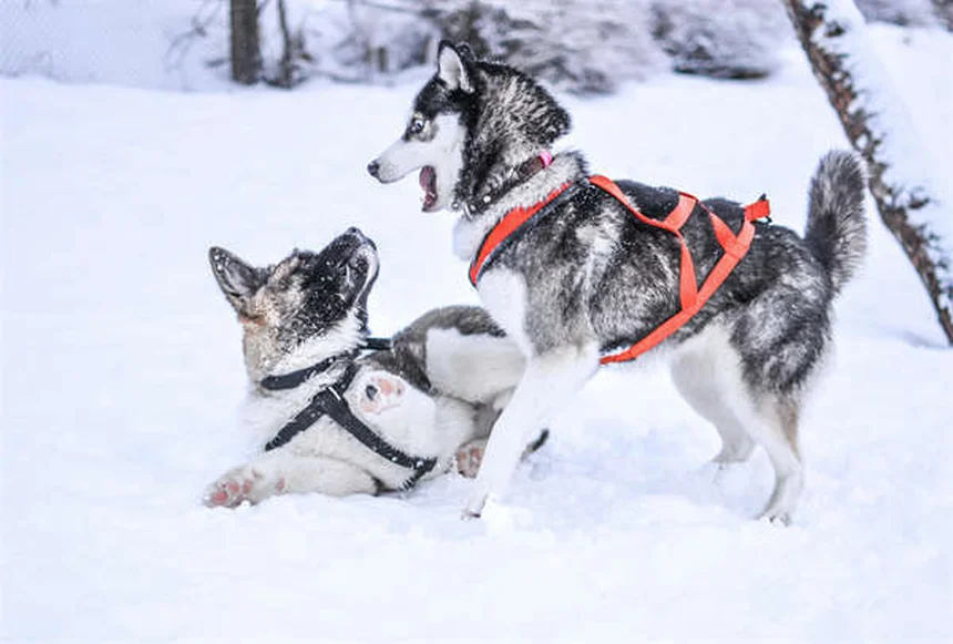 犬の強迫行動の原因と治療法｜愛犬の「やめられない行動」を解決する5つのステップ