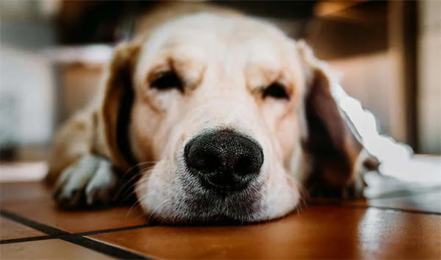 子犬の下痢の原因と対処法｜緊急判断から自宅ケアまで完全ガイド