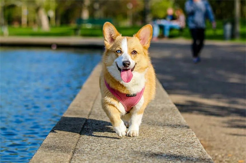 子犬の下痢の原因と対処法｜緊急判断から自宅ケアまで完全ガイド