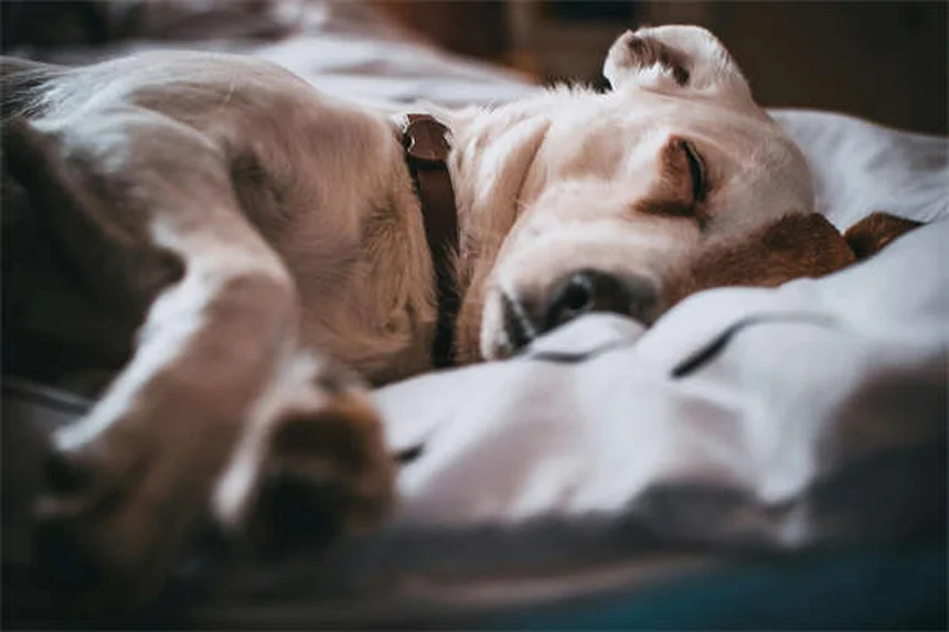 犬が外を怖がる理由と対処法｜愛犬を安心させる7つのステップ
