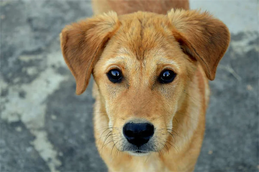 犬のスキンタグ、飼い主が知っておきたい見分け方と原因