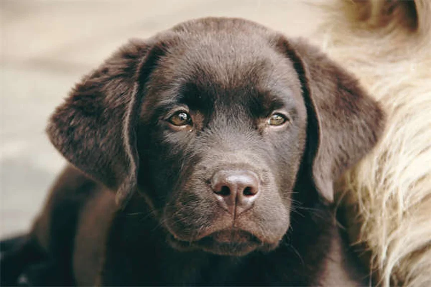 トルトラズリルとは？犬猫のコクシジウム症治療薬の効果・使い方・注意点を解説