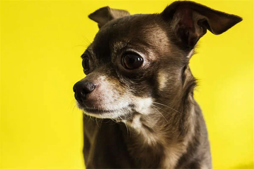 トルトラズリルとは？犬猫のコクシジウム症治療薬の効果・使い方・注意点を解説