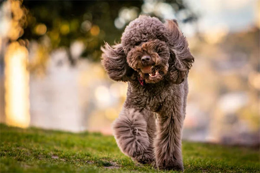 犬は人間の恐怖を本当に嗅ぎ分けられる？科学が解明した驚きの事実